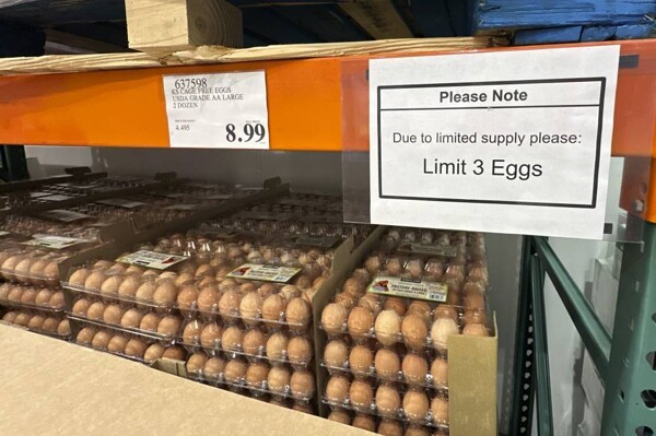 Denmark Explores Egg Export Opportunities